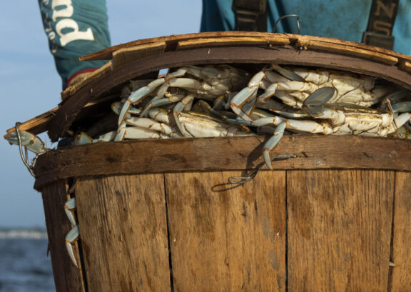 Premium seafood distribution and Azure cloud solutions for eCommerce